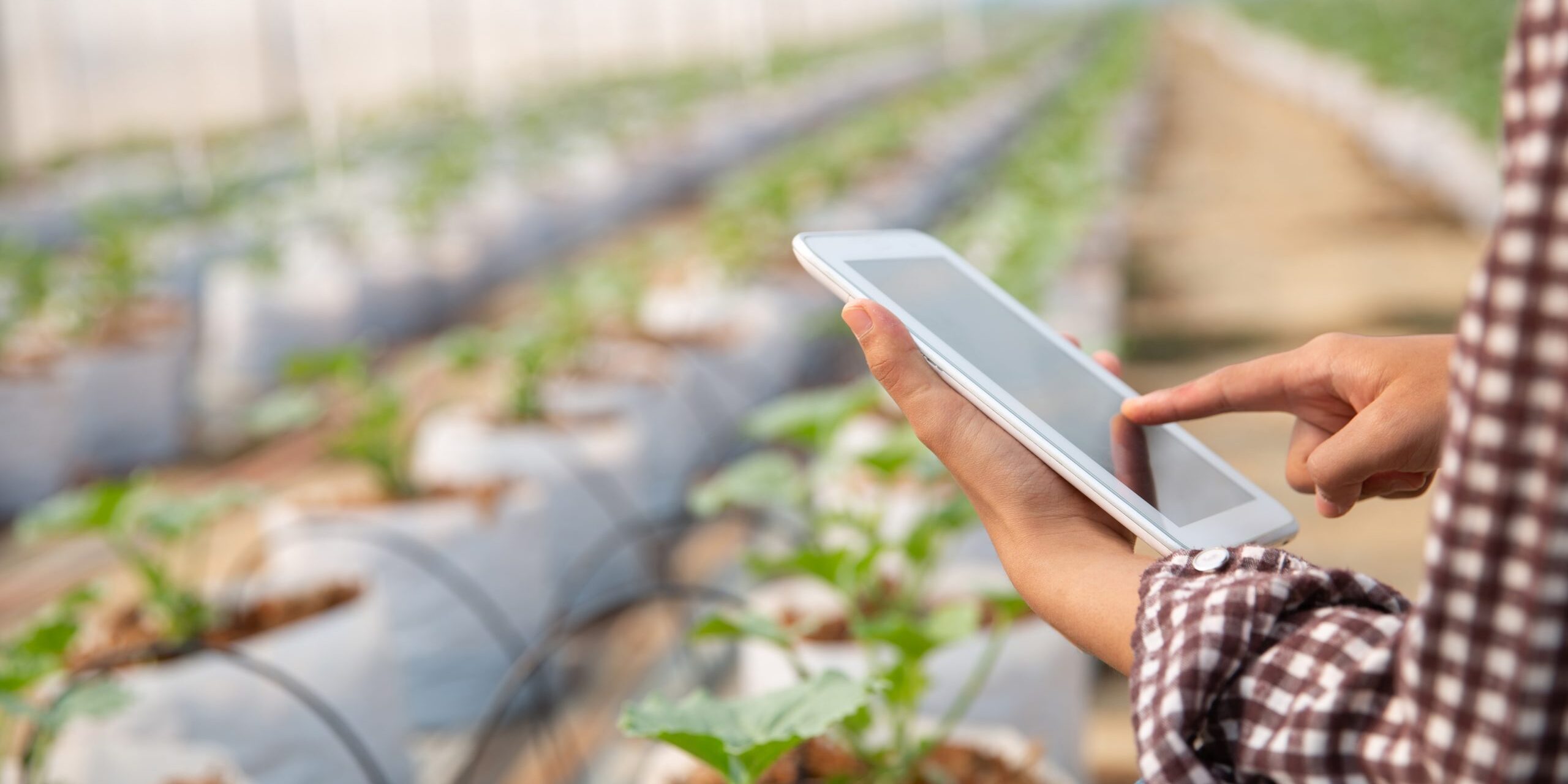 Noile tehnologii în agricultură, reziliență în fața provocărilor insecurității alimentare